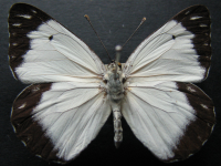 Belenois java teutonia - Adult